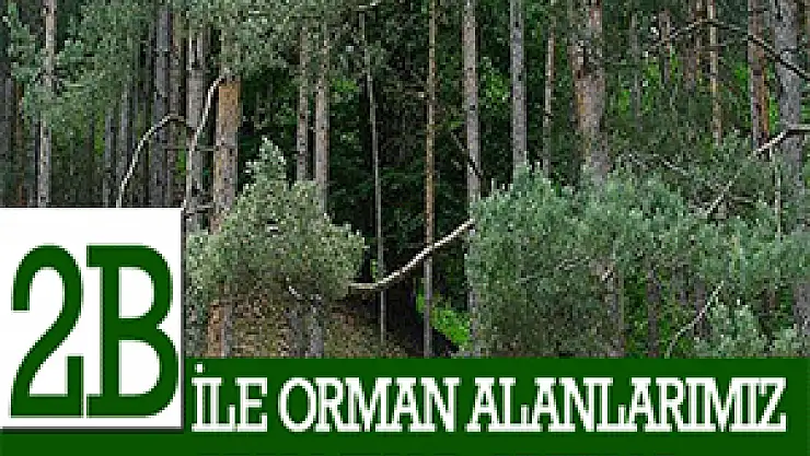 2B İLE ORMAN ALANLARIMIZ AZALMIYOR,ARTIYOR