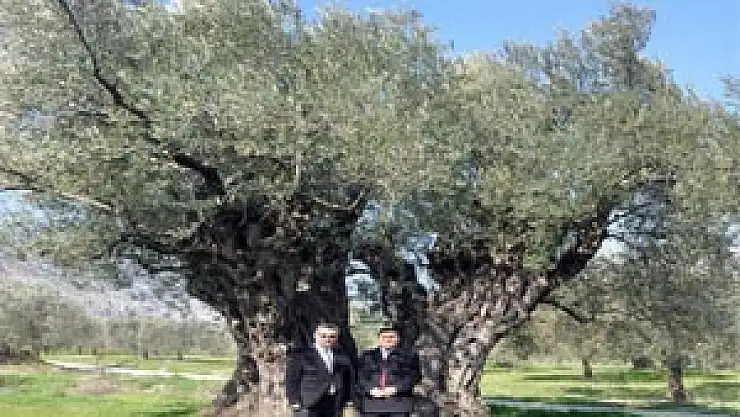 1650 YAŞINDAKİ ZEYTİN AĞACI 'ANIT AĞAÇ' OLARAK TESCİL EDİLDİ