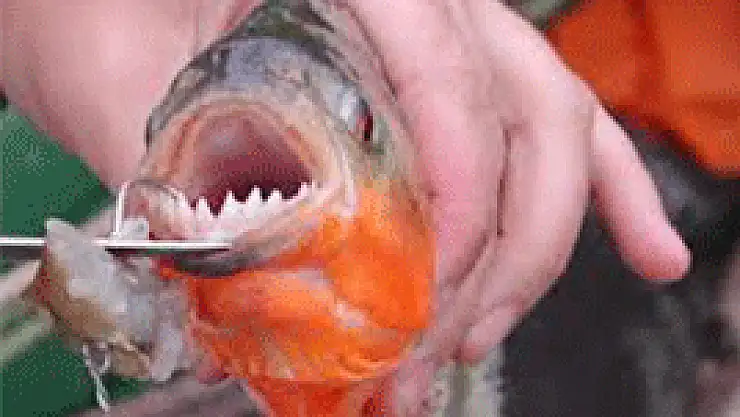 Pirananın dişleri!