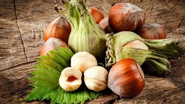 22 Kasım 2025 Giresun'da Fındık Piyasası |Son Fiyatlar ne kadar?