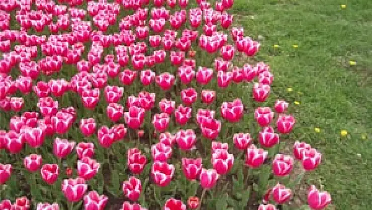 Çarşamba'da lale devri yaşanıyor