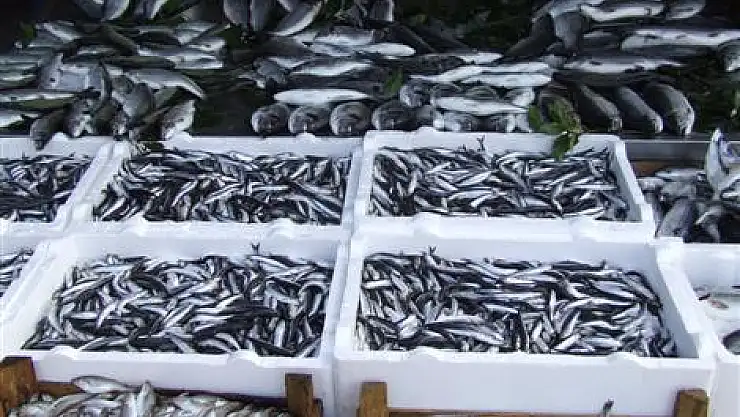 Balıklar kaçtı fiyatlar arttı