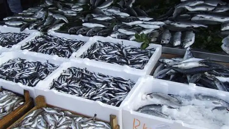 Karadeniz'de istavrit bereketi