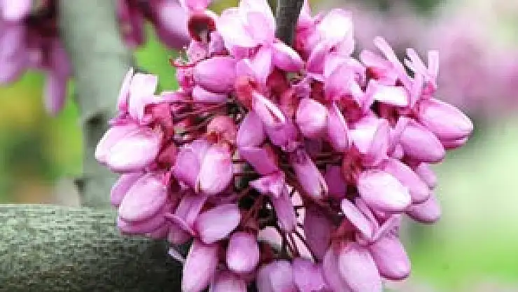 Karadeniz'de En Çok Polen Alerjisi Görülüyor