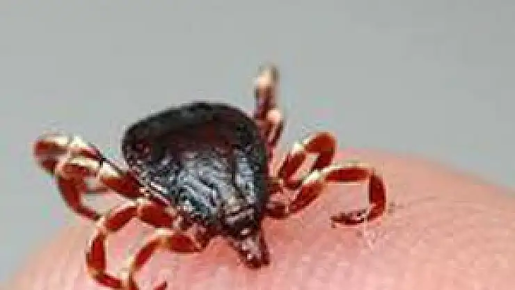 KKKA virüsüne karşı geliştirilen aşıda ilk aşama tamamlandı