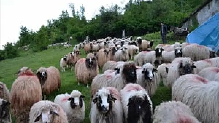 ÇOBANLARIN YAYLA YOLCULUĞU BAŞLADI