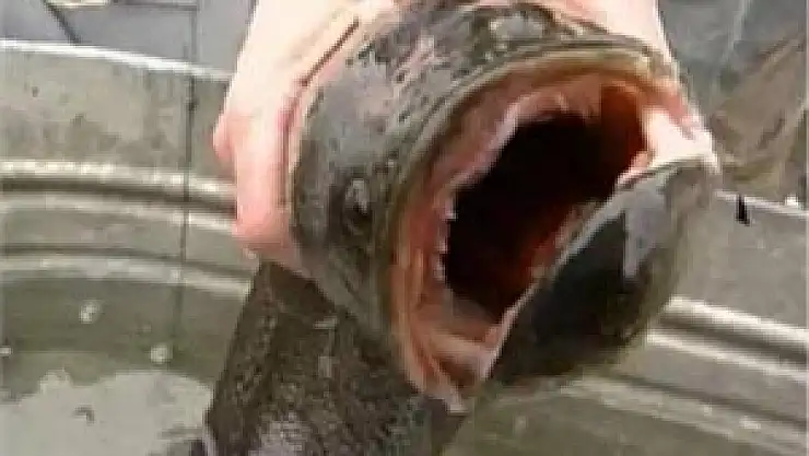 Canavar balık alarmı