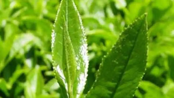 Çay alım fiyatları açıklandı