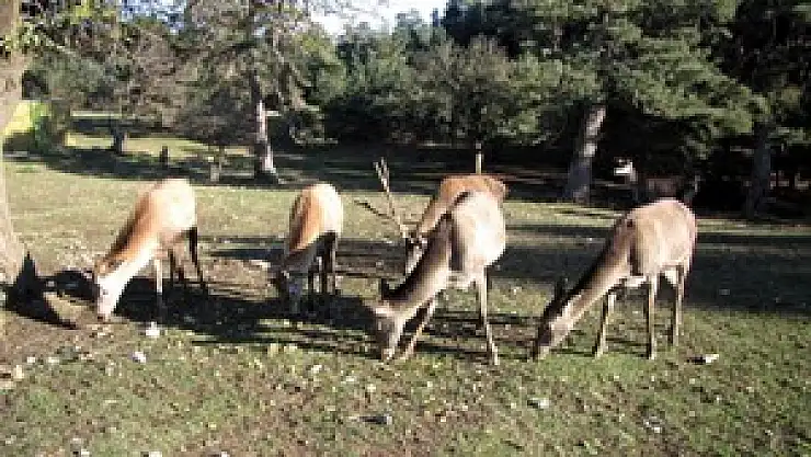 Samsun'da Geyik Nesli Çoğaltılıyor