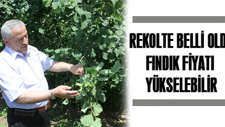 REKOLTE BELLİ OLDU FINDIK FİYATI YÜKSELEBİLİR