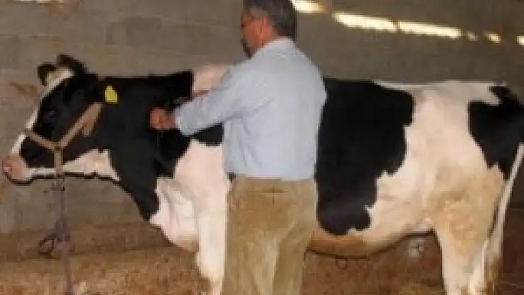 Havza'da 'Şap' karantinası