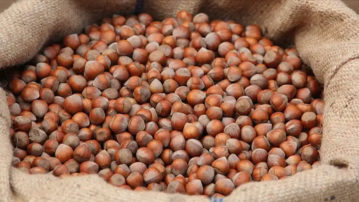 24 Ağustos 2025 Fındık Fiyatları: Serbest Piyasa TMO'yu Geride Bıraktı