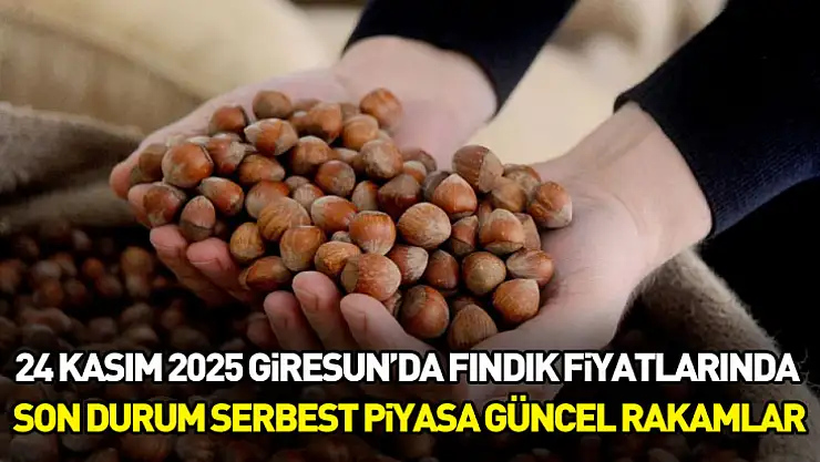 24 Kasım 2025 – Giresun'da Fındık Fiyatlarında Son Durum | Serbest Piyasa Güncel Rakamlar