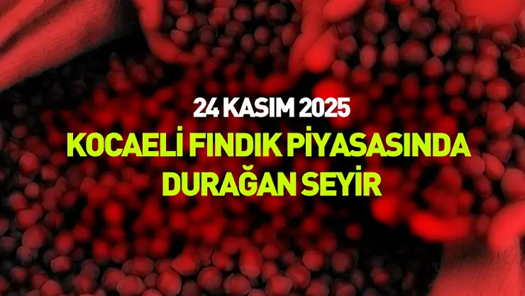 24 Kasım 2025 – Kocaeli Fındık Piyasasında Durağan Seyir: Üretici Fiyatları Yakından Takip Ediyor