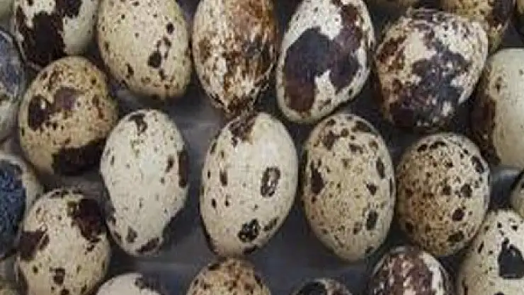 Bıldırcın yumurtası her derde deva