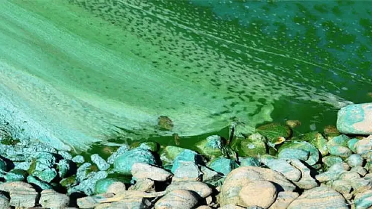 SUAT UĞURLU BARAJ GÖLÜ'NDE KİRLİLİK