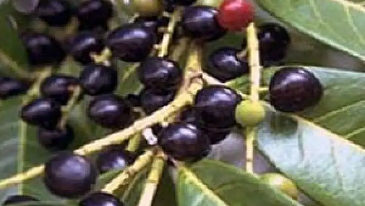 Karayemiş Her Derde Deva