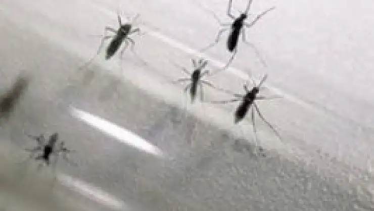 Sinek Isırığını Sakın Kaşımayın!