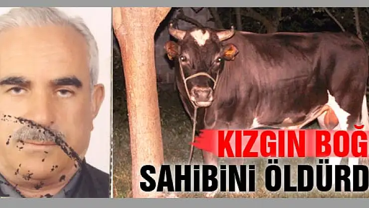 KIZGIN BOĞA SAHİBİNİ ÖLDÜRDÜ