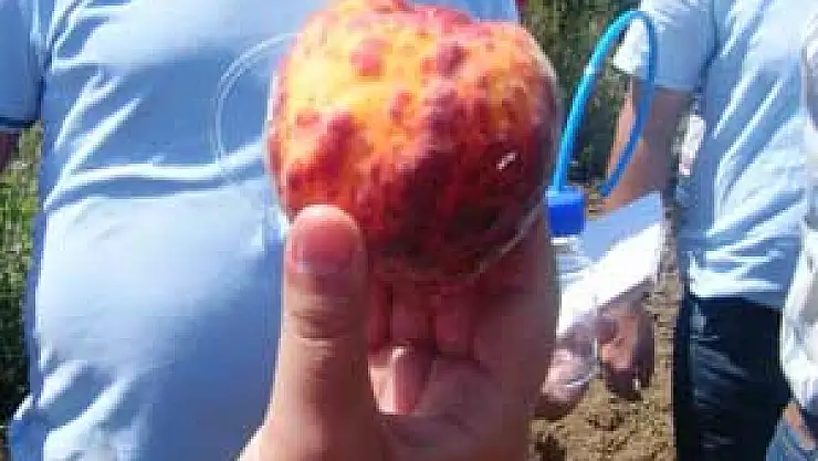 ŞEFTALİ VE KAYISIDA ŞARKA VİRÜSÜ