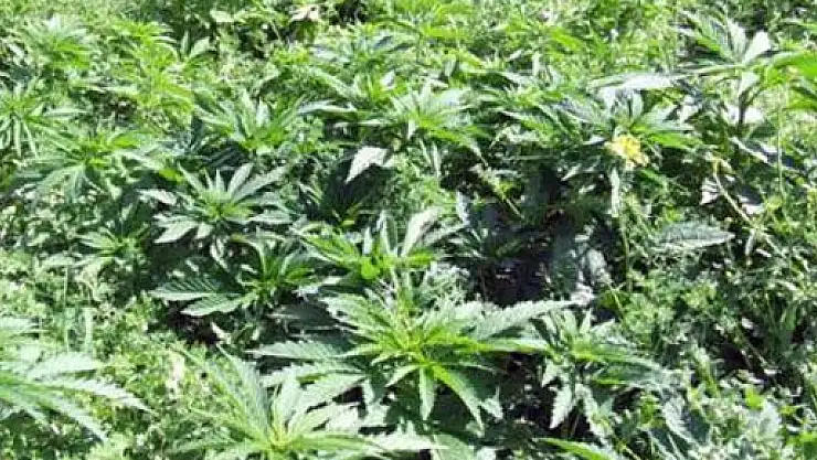 Çarşamba'da Hint Keneviri ele geçirildi