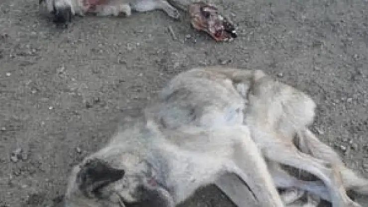  BARINAKTA AÇ KALAN KÖPEKLERİN BİRBİRİNE SALDIRDIĞI İDDİASI