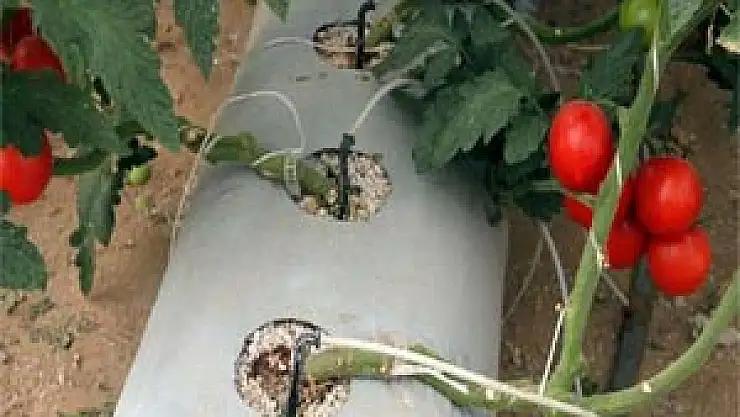 Domates topraksız yetişir mi?