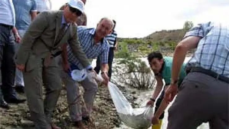 BOYABAT'TA GÖLETLERE 60 BİN SAZAN YAVRUSU BIRAKILDI