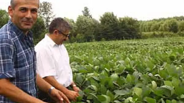 ÇARŞAMBA OVASI'NDA SOYA ÜRETİMİ %50 ARTTI