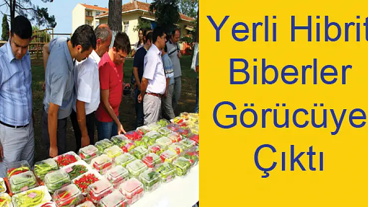 Yerli Hibrit Biberler Görücüye Çıktı