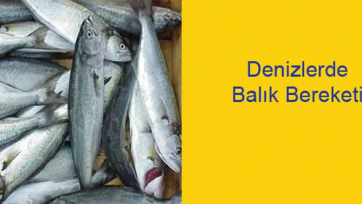 Denizlerde Balık Bereketi