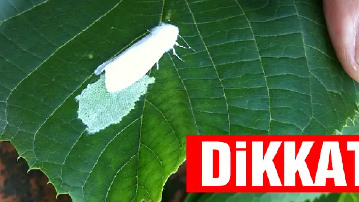 Akman'dan  Amerikan Kelebeği Lavra uyarısı