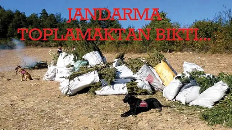 Jandarmadan Uyuşturucu Operasyonu