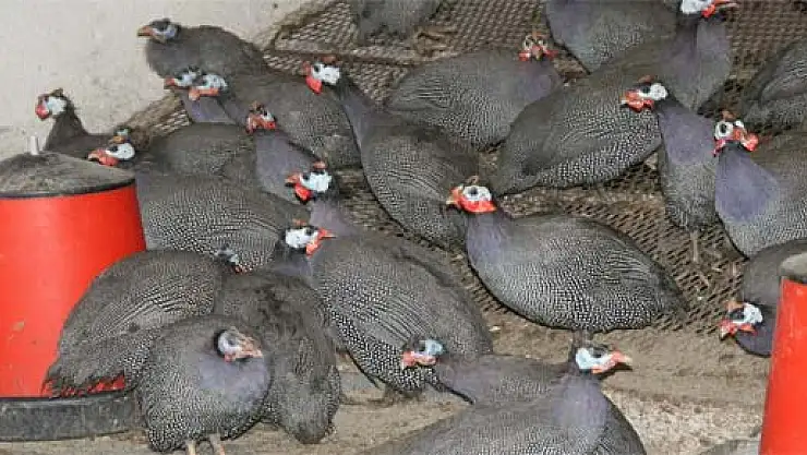 Keneye Karşı Beç Tavuğu