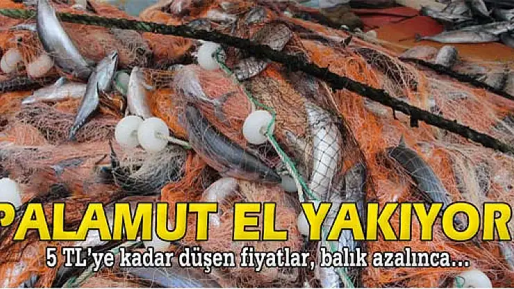 Palamut el yakıyor