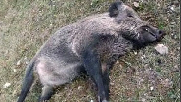 Yaralı domuzun saldırısıyla öldü