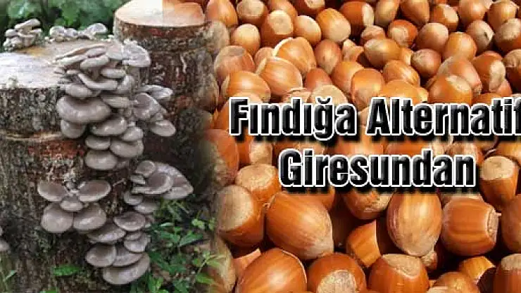 FINDIĞA ALTERNATİF…