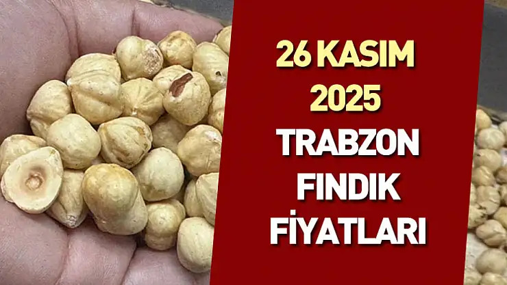 26 Kasım 2025 Trabzon Fındık Fiyatları | Dengeli Seyir ve Temkinli Bekleyiş