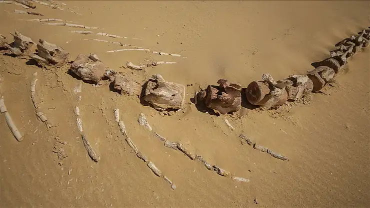 26 milyon yıllık keskin dişli balina türü keşfedildi