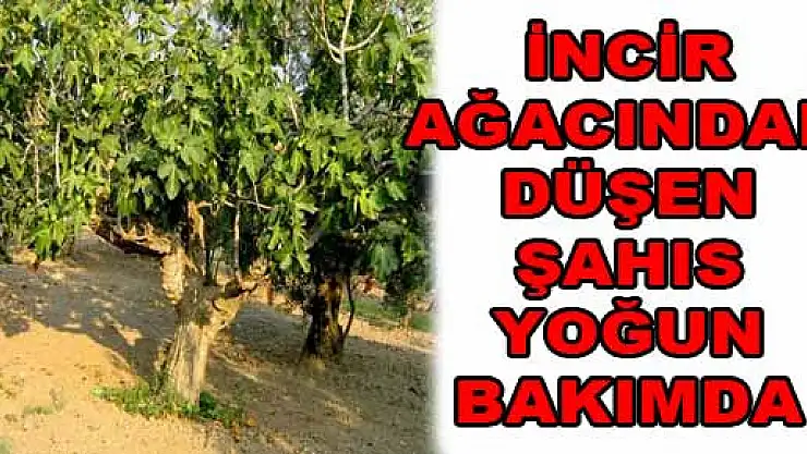 İNCİR AĞACINDAN DÜŞEN ŞAHIS YOĞUN BAKIMDA