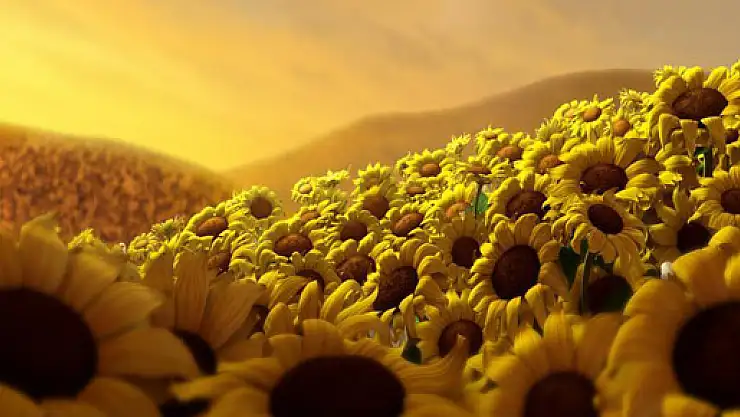 Ay çekirdeği enerji verir mi?