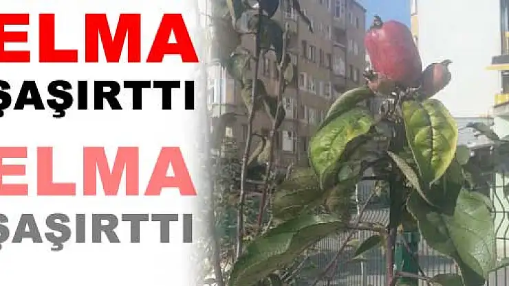 SONBAHAR AYINDA ELMA ŞAŞIRTTI...