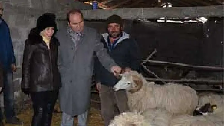 Bafra'da Koyun Dağıtımı