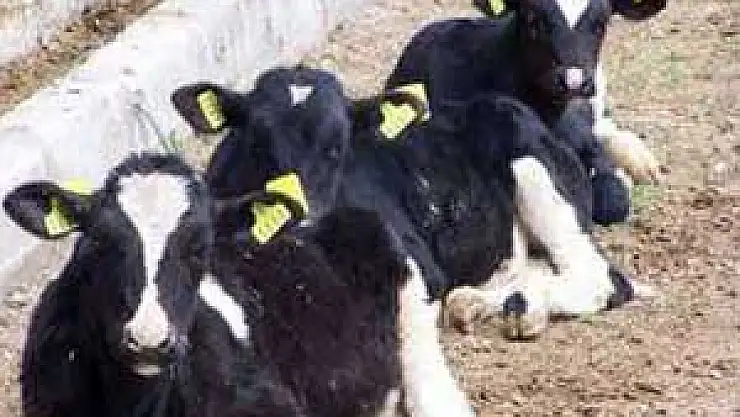 Hayvanların Küpelenme Tarihi Uzatıldı