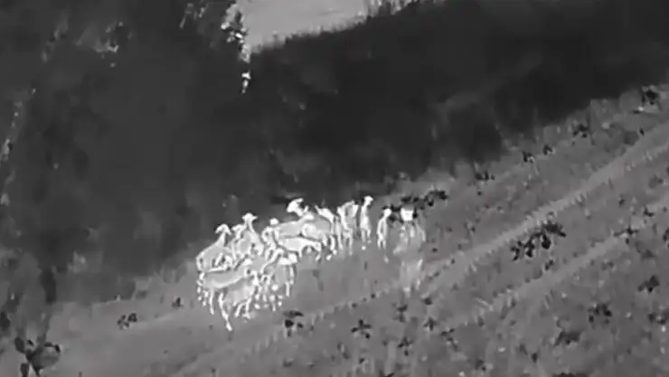 27 küçükbaş termal dronla bulundu