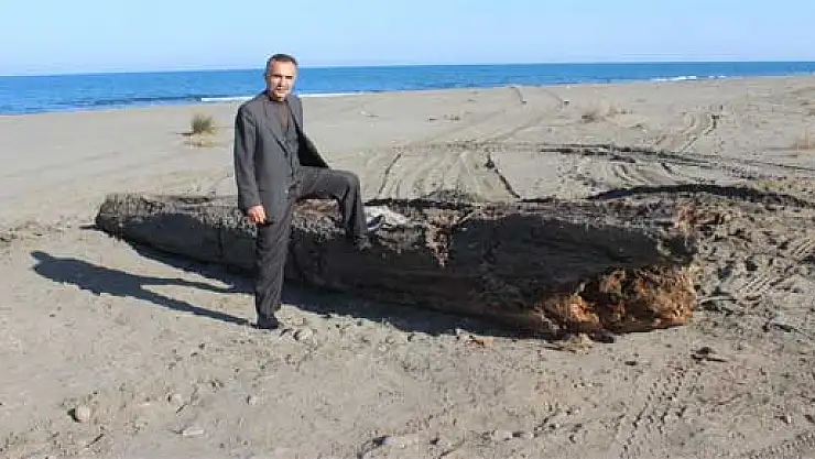 Devasa kütük şaşırttı