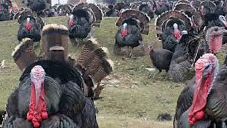 Sahte parayla Hindi aldılar