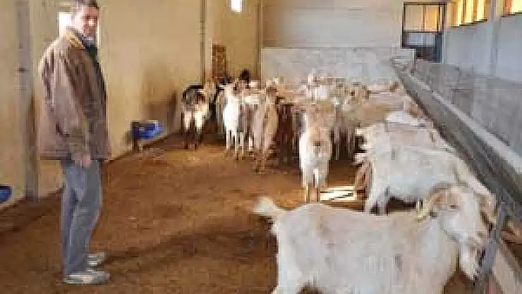 Süt Verimi Yüksek Saanen Keçisi Islah Çalışmaları Umut Veriyor