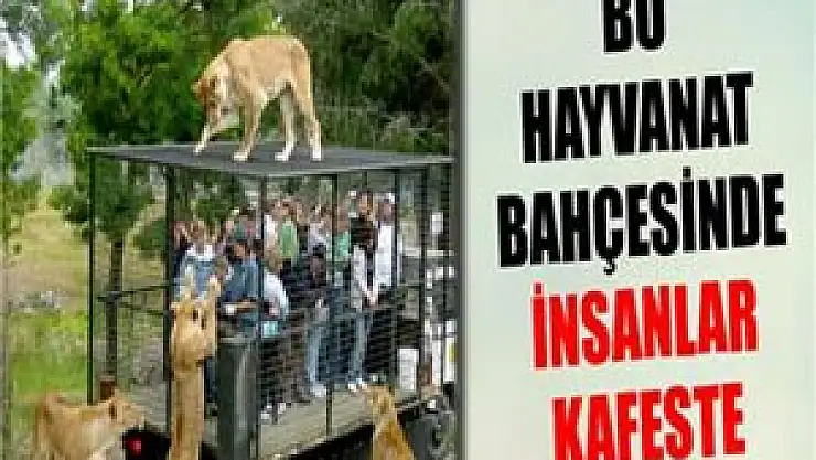 Bu hayvanat bahçesinde hayvanlar kafeste
