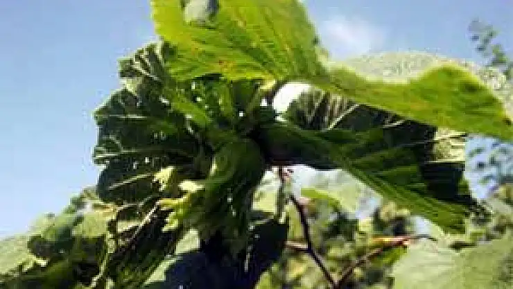 5 Ayda 939 Milyon Dolarlık Fındık İhracatı